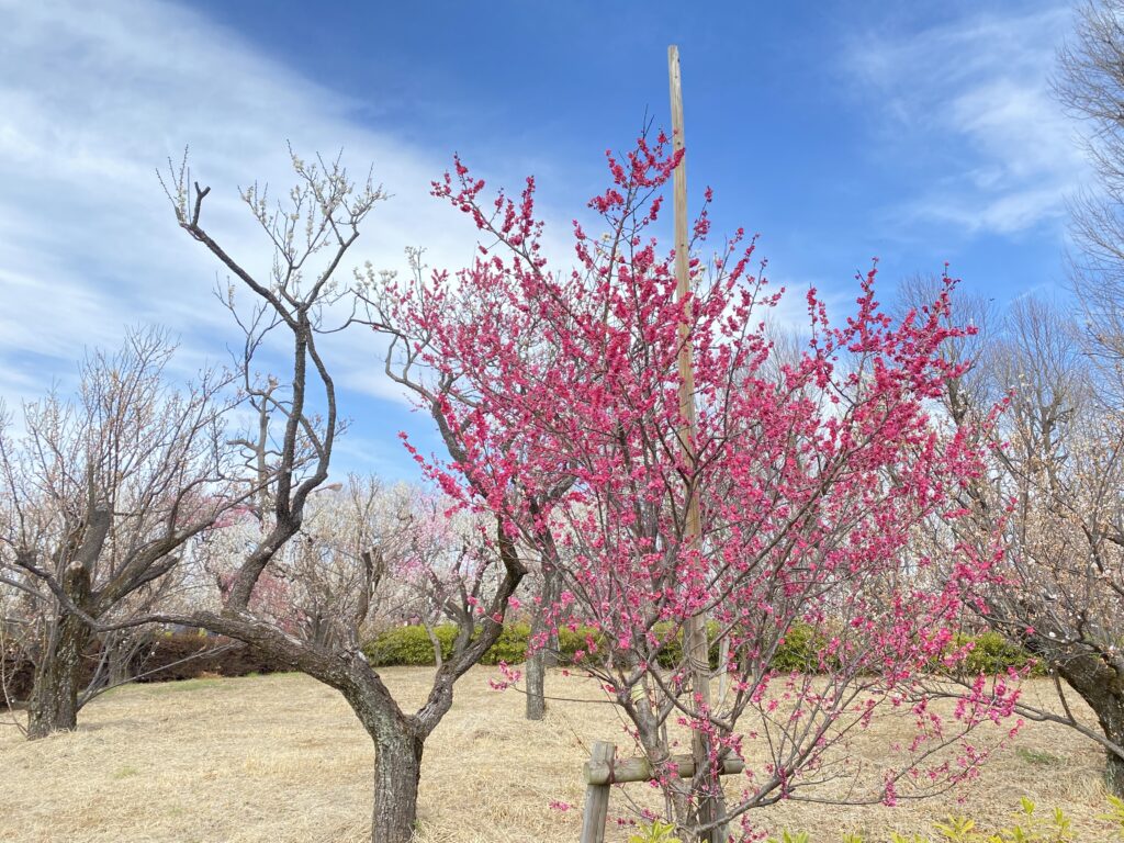 羽根木公園の梅まつり