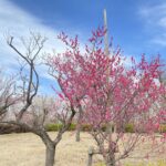 羽根木公園の梅まつり